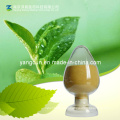 Natural Green Tea Extract Tea Polyphenol